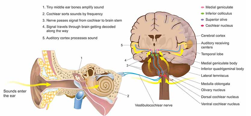 Diagram of how hearing works